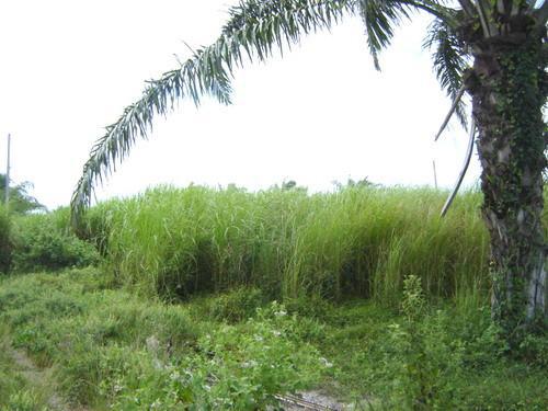 หินเหล็กไฟ หัวหิน ประจวบคีรีขันธ์